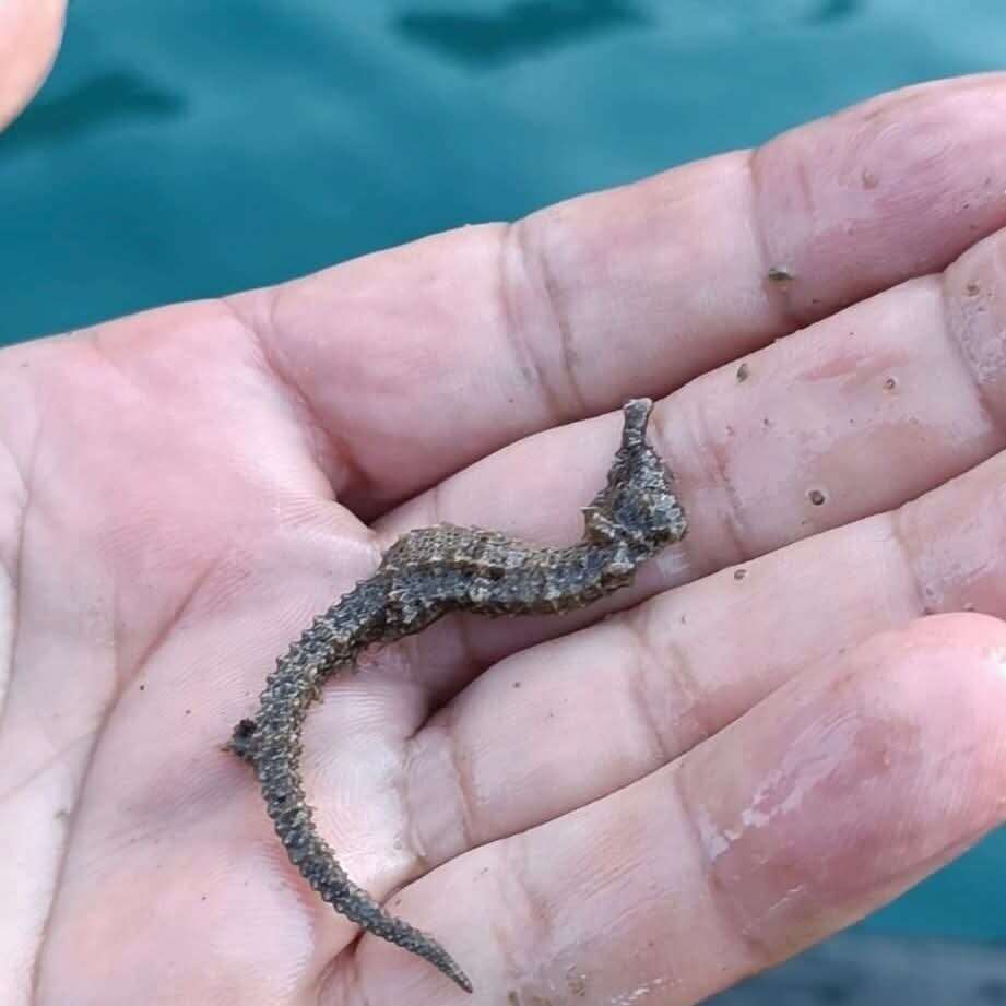 Köyceğiz ve Dalyan İztuzu’nda Su Ürünleri Denetimi: Kaçak Ağlara El Konuldu 5